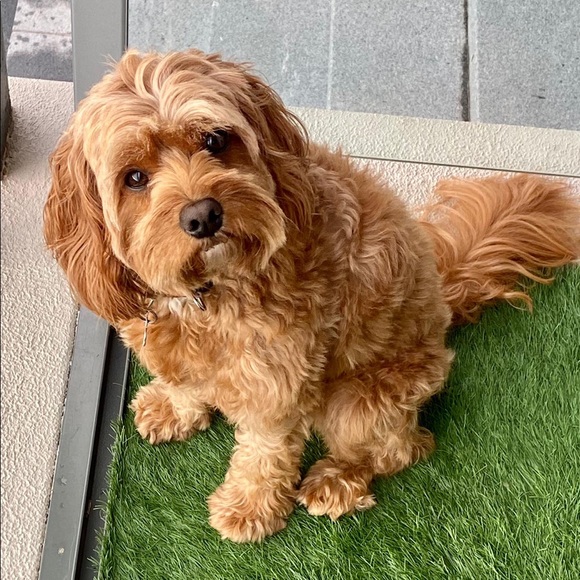 Meet your Posher, Theodora - Picture 1 of 1